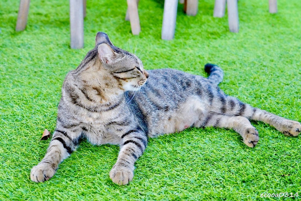 小琉球海找冰｜必訪海景冰店，吃冰看海超療癒，厚石群礁海景第一