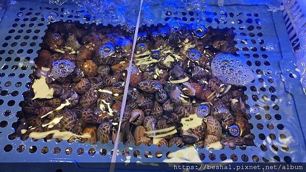 宜蘭烏石港活撈海鮮必推~~蟹老闆活海鮮|頭城海鮮|活魚|Go