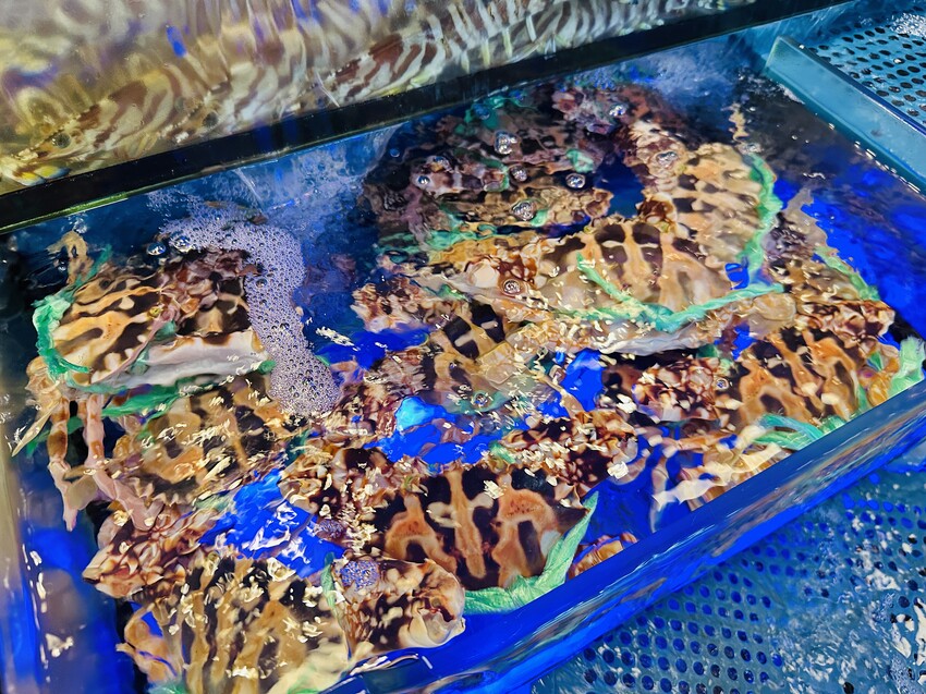 【蟹老闆活海鮮】宜蘭頭城烏石港美食推薦!活海鮮產地直送現撈現 【蟹老闆活海鮮】宜蘭頭城烏石港美食推薦!活海鮮產地直送現撈現