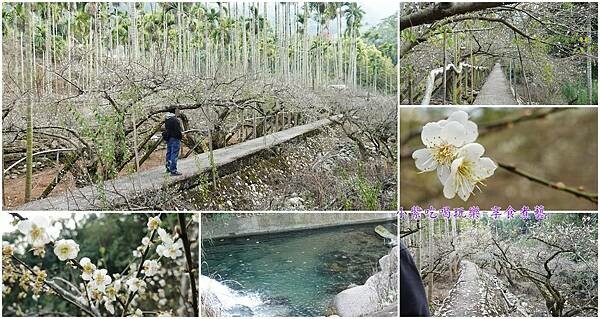 新社梅花隧道首圖.jpg