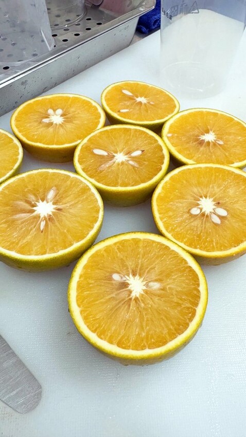 嘉義中埔飲料推薦【御可香後庄店】飲料控最愛!果肉料多實在,新 嘉義中埔飲料推薦【御可香後庄店】飲料控最愛!果肉料多實在,新