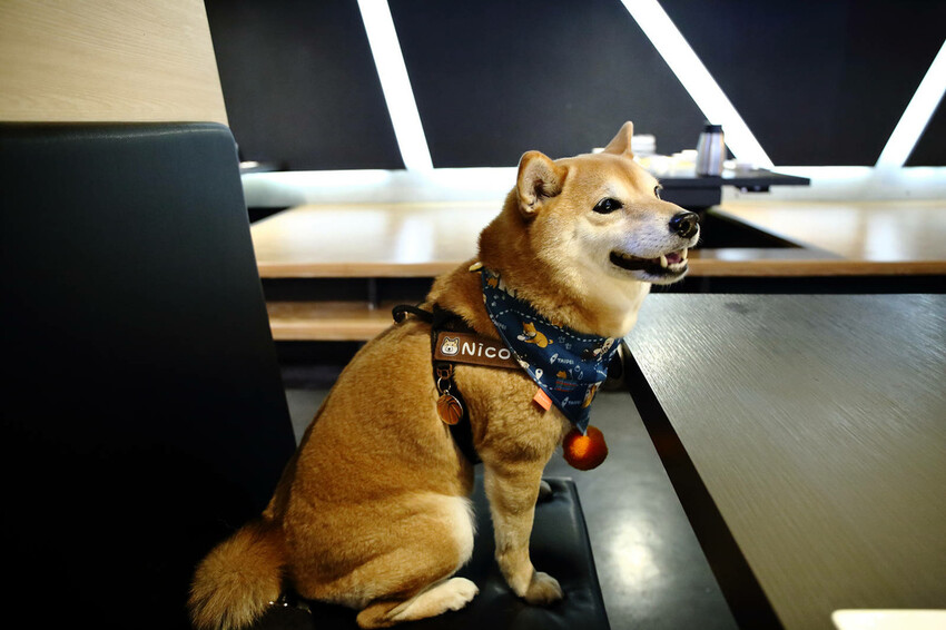 2024台中狗狗必打卡的燒肉,肉肉燒肉-燒肉界寵物友善餐廳,