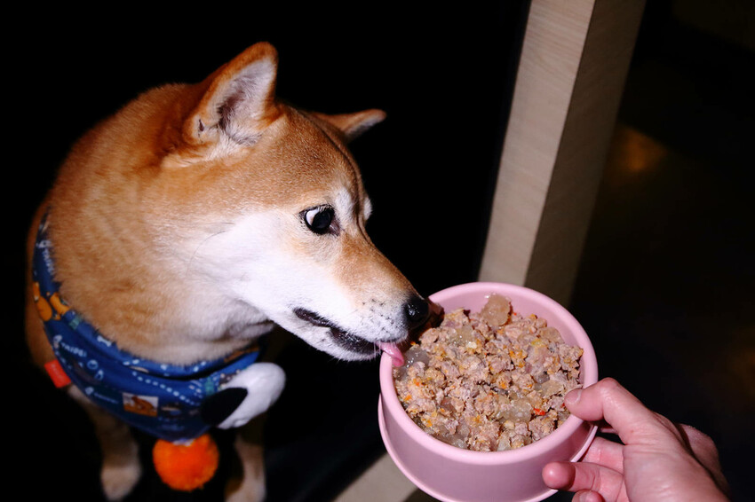 2024台中狗狗必打卡的燒肉,肉肉燒肉-燒肉界寵物友善餐廳,