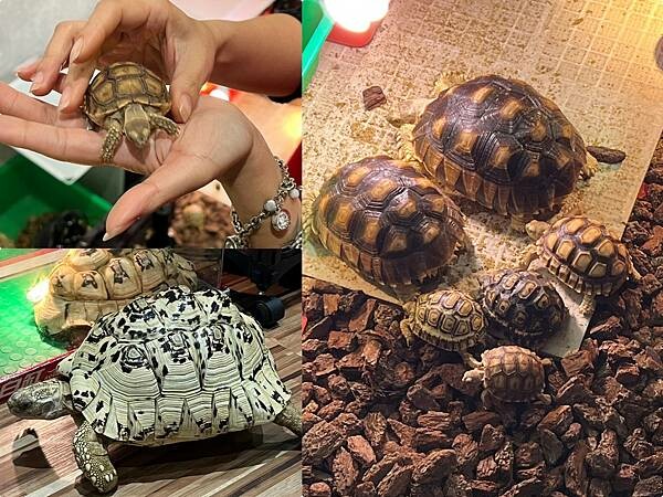 (中原美食)上癮食板屋~超夠味鐵板套餐現點現炒~雞豬牛海鮮通