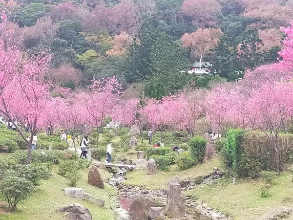 台北陽明山亞尼克夢想村~幸福的甜蜜蛋糕屋~陽明山花鐘賞櫻花~