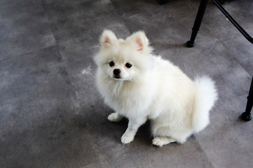 Mermaid茉美寵物友善餐廳，桃園蘆竹新開幕的寵物咖啡廳，