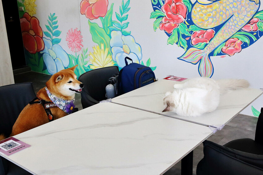 Mermaid茉美寵物友善餐廳，桃園蘆竹新開幕的寵物咖啡廳，