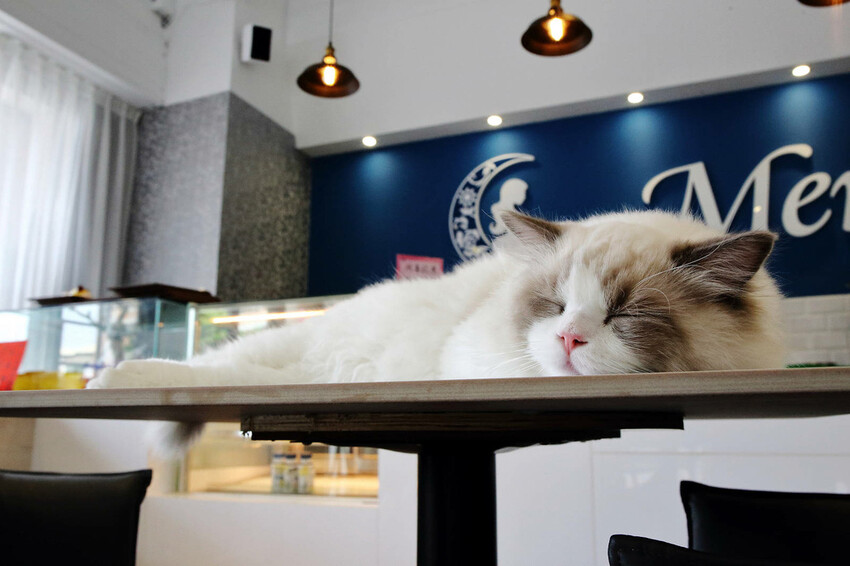 Mermaid茉美寵物友善餐廳，桃園蘆竹新開幕的寵物咖啡廳，