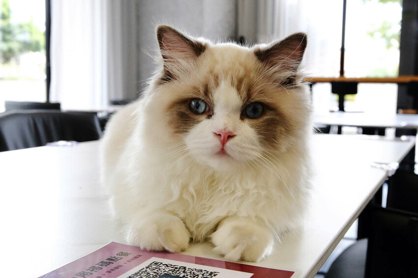 Mermaid茉美寵物友善餐廳，桃園蘆竹新開幕的寵物咖啡廳，