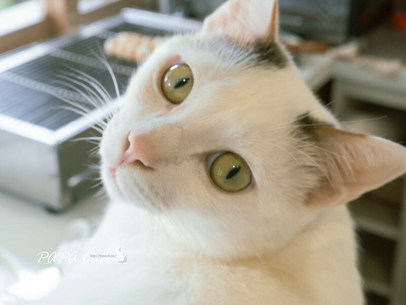 台中市西區台中西區｜翌日十彡｜清新的日式點心舖，烤糰子，飯糰VS.貓店長