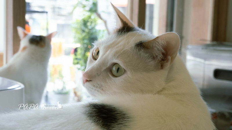 台中市西區台中西區｜翌日十彡｜清新的日式點心舖，烤糰子，飯糰VS.貓店長