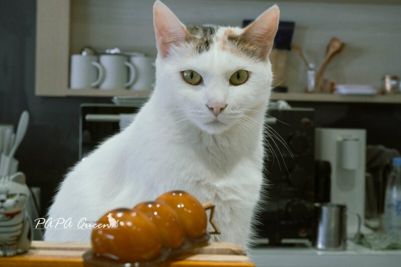 台中市西區台中西區｜翌日十彡｜清新的日式點心舖，烤糰子，飯糰VS.貓店長