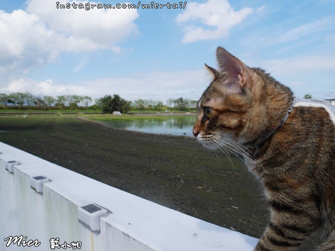 宜蘭|| 隱藏在田中央的白色咖啡館 讓人覺得很Chill 手 P1670432