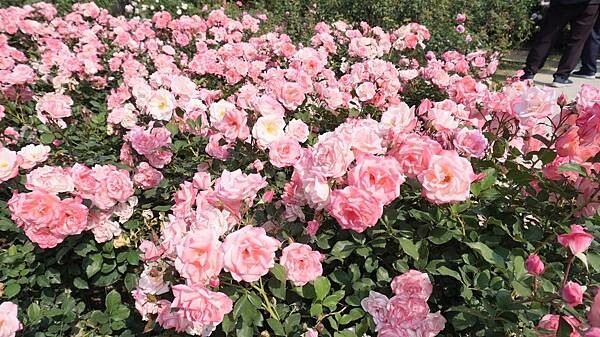 IMG_6291.JPG IMG_6291.JPG