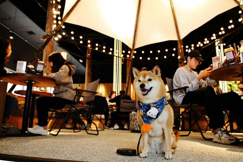 貳樓林口露營概念店新開幕!城市偽露營!在城市中也能享受享受 貳樓林口露營概念店新開幕!城市偽露營!在城市中也能享受享受