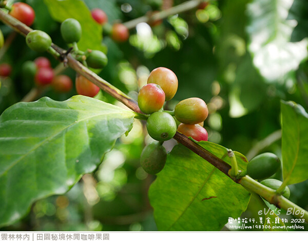 田園秘境休閒咖啡果園-38.jpg