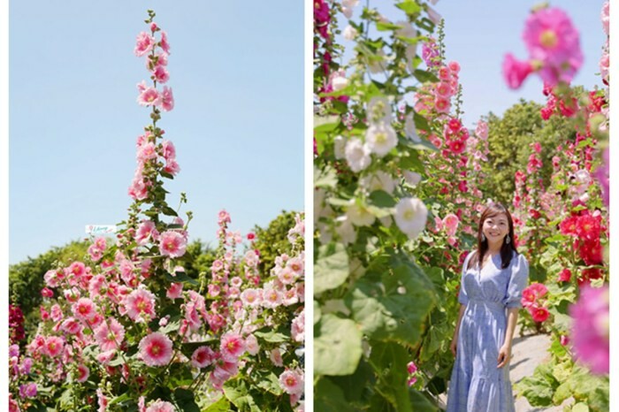 南投縣埔里鎮炳叔烤玉米埔里店｜秘製沙茶醬烤玉米 獨家限定醬烤茭白筍