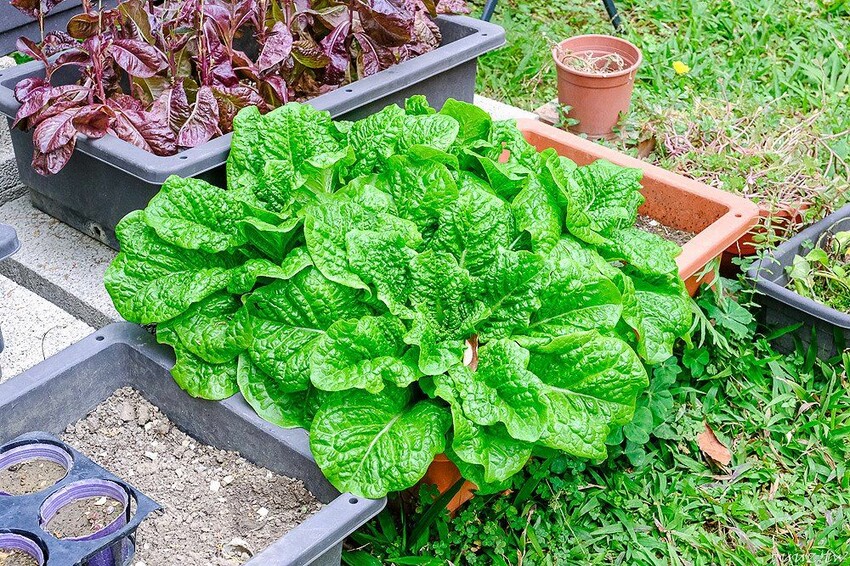 超隱密歐風咖啡館秘境，Lycka幸福手沖咖啡館全預約制靜謐氛圍，享用貝果早午餐、脆皮豬排配手沖咖啡！