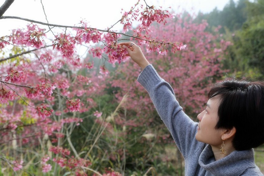 嘉義縣中埔鄉阿里山櫻花季必吃餐廳!CP值高 餐點多樣又美味 還有專屬停車場 出遊、聚餐首選