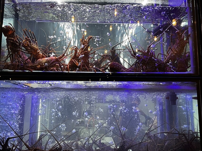 桃園市桃園區【桃園日式】價格親民的無菜單料理來桃園區囉!【宗初食堂桃園店】新鮮龍蝦搭上松露高湯吃了就想比個讚