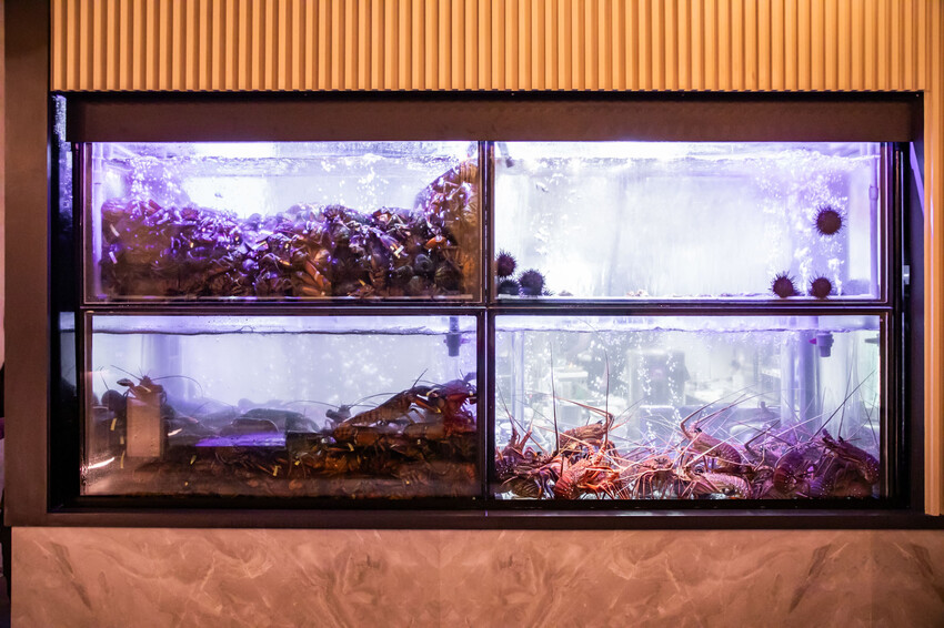 桃園市桃園區宗初食堂日式無菜單料理桃園店|最強日式無菜單料理強勢插旗桃園!活龍蝦、鮑魚等頂級食材十道無菜單料理只