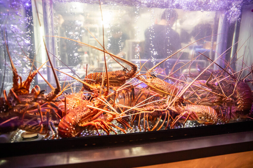 桃園市桃園區宗初食堂日式無菜單料理桃園店|最強日式無菜單料理強勢插旗桃園!活龍蝦、鮑魚等頂級食材十道無菜單料理只