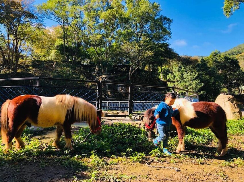赫利豐岳露營區|豪華星球帳、可愛迷你馬-6 赫利豐岳露營區|豪華星球帳、可愛迷你馬-6
