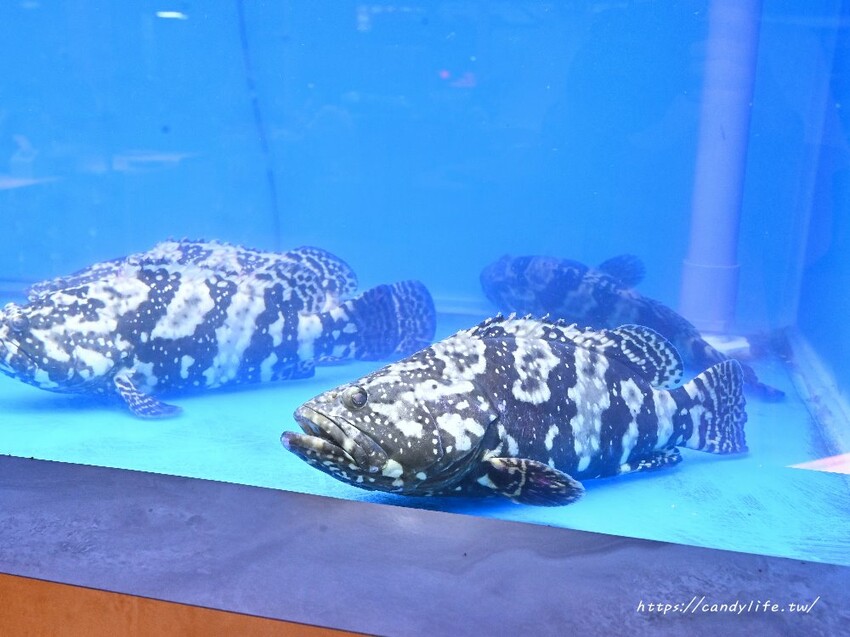 台中市北區麻川川青花椒烤魚｜正宗重慶烤魚，主打活魚現烤，口味道地，店裡還有超美月球造景