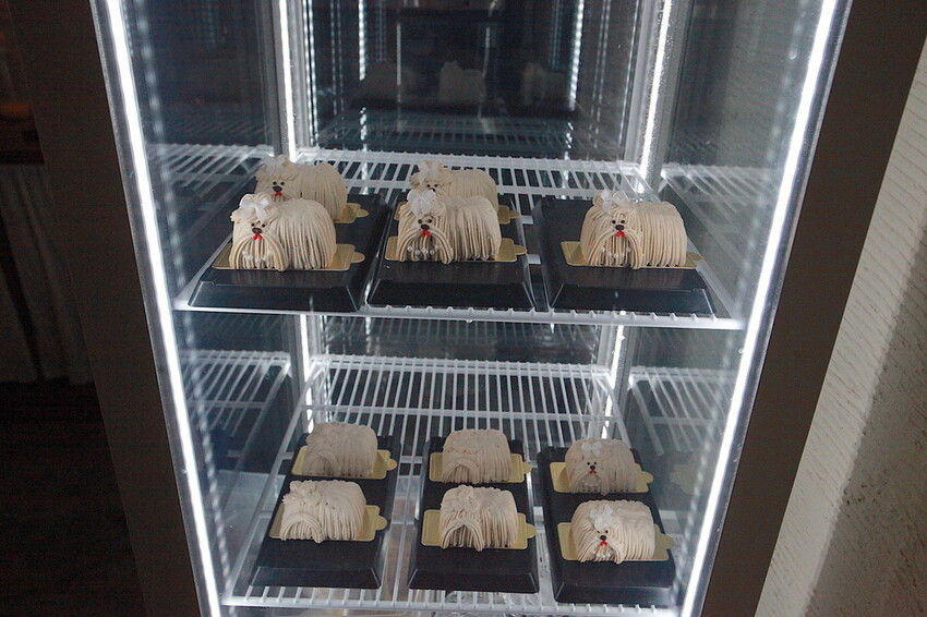 台南市中西區吃。台南市｜中西區。「Wakamodog」置身巷弄老宅寵物友善餐廳，全台灣最療癒狗狗主題咖啡廳，主打馬爾濟斯