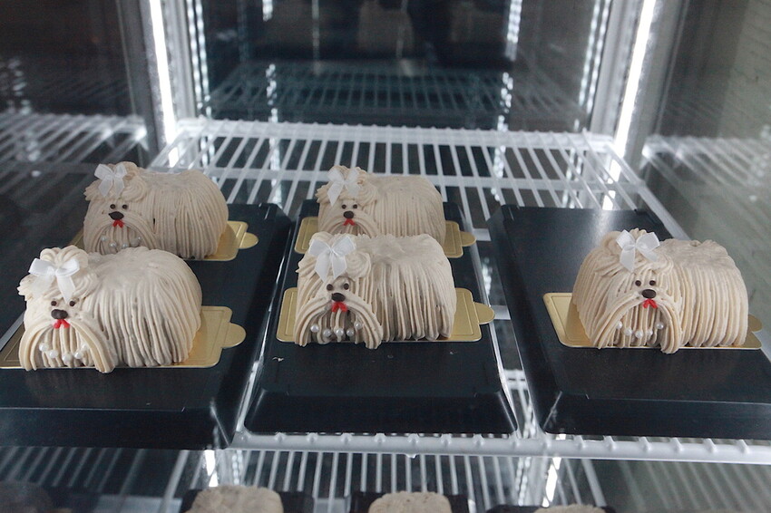 台南市中西區吃。台南市｜中西區。「Wakamodog」置身巷弄老宅寵物友善餐廳，全台灣最療癒狗狗主題咖啡廳，主打馬爾濟斯