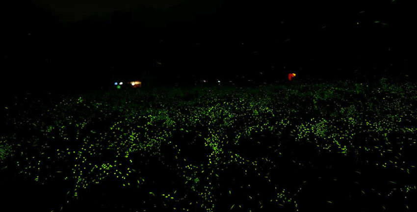 南投縣魚池鄉日月潭住宿｜御朝渡假村,4~5月螢火蟲季大爆發,一泊二食最划算