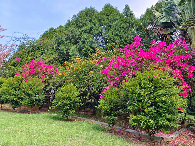 南投縣魚池鄉日月潭住宿｜御朝渡假村,4~5月螢火蟲季大爆發,一泊二食最划算