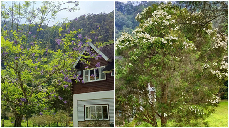 南投縣魚池鄉日月潭住宿｜御朝渡假村,4~5月螢火蟲季大爆發,一泊二食最划算