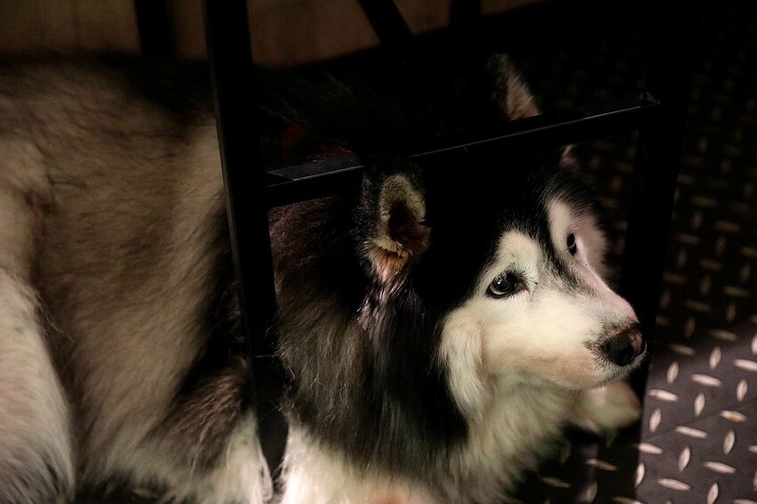 台南市北區酒鬼必訪!低調隱身巷弄寵物友善酒吧 美酒佳餚一次到味 週末微醺夜療癒又放鬆|集合Bar