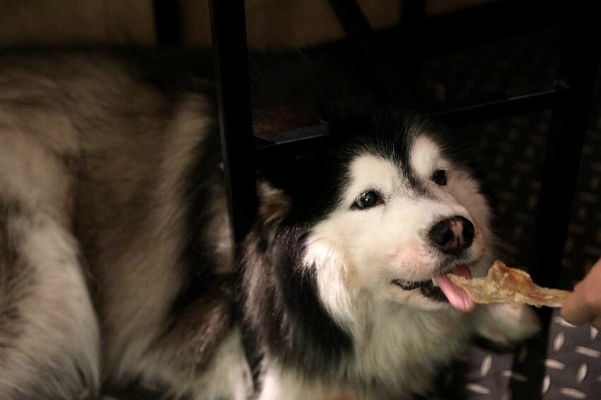 台南市北區酒鬼必訪!低調隱身巷弄寵物友善酒吧 美酒佳餚一次到味 週末微醺夜療癒又放鬆|集合Bar