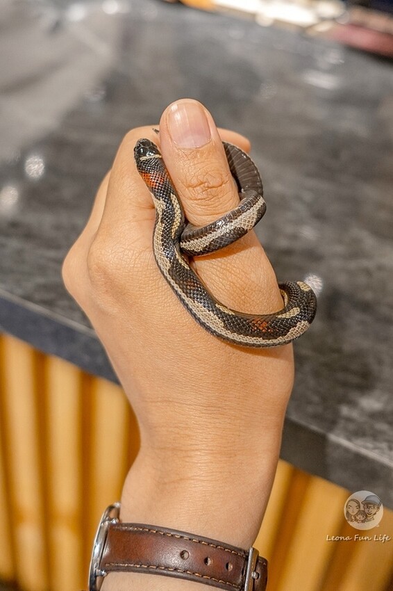 台中市北區台中特寵餐廳|爬咖啡CLIMB CAFE-喝咖啡放空，近距離和牛奶蛇、陸龜、守宮一起度過歡樂時光