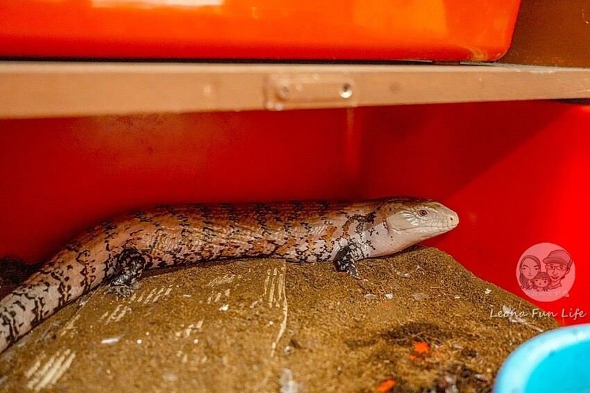 台中市北區台中特寵餐廳|爬咖啡CLIMB CAFE-喝咖啡放空，近距離和牛奶蛇、陸龜、守宮一起度過歡樂時光