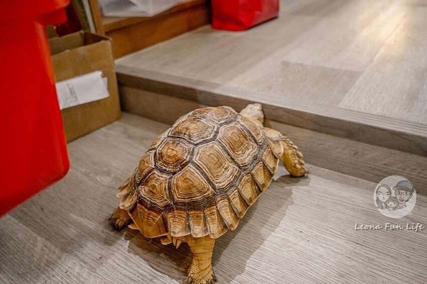 台中市北區台中特寵餐廳|爬咖啡CLIMB CAFE-喝咖啡放空，近距離和牛奶蛇、陸龜、守宮一起度過歡樂時光