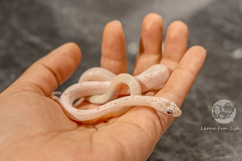 台中市北區台中特寵餐廳|爬咖啡CLIMB CAFE-喝咖啡放空，近距離和牛奶蛇、陸龜、守宮一起度過歡樂時光