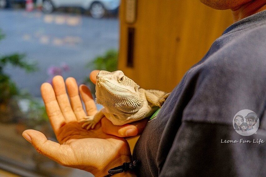 台中市北區台中特寵餐廳|爬咖啡CLIMB CAFE-喝咖啡放空，近距離和牛奶蛇、陸龜、守宮一起度過歡樂時光