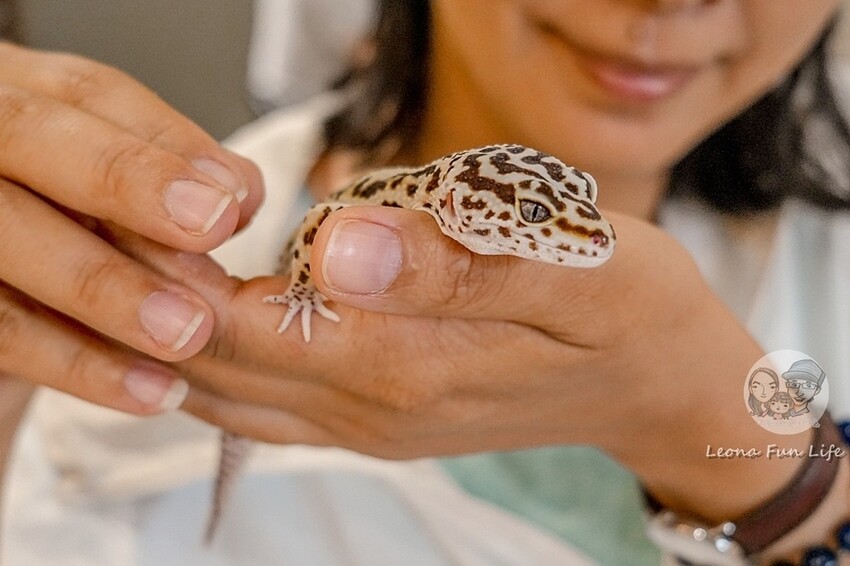 台中市北區台中特寵餐廳|爬咖啡CLIMB CAFE-喝咖啡放空，近距離和牛奶蛇、陸龜、守宮一起度過歡樂時光
