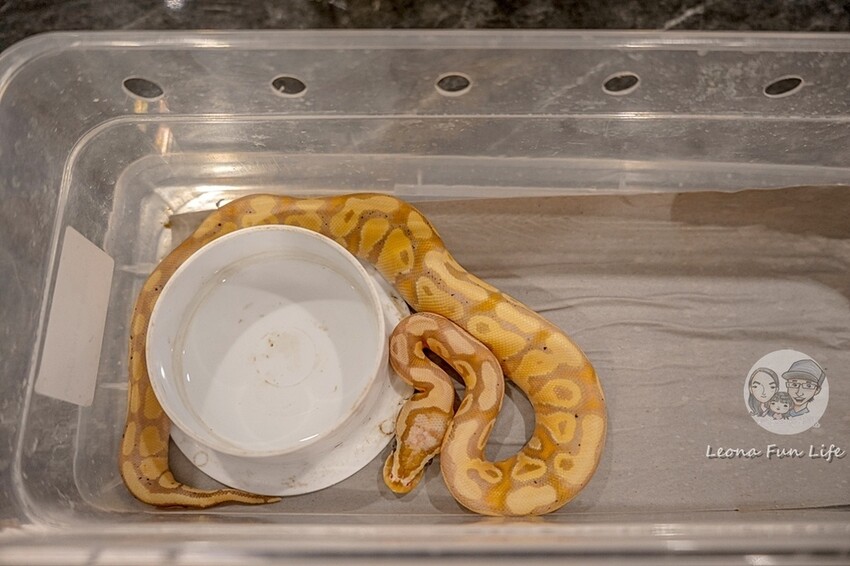 台中市北區台中特寵餐廳|爬咖啡CLIMB CAFE-喝咖啡放空，近距離和牛奶蛇、陸龜、守宮一起度過歡樂時光