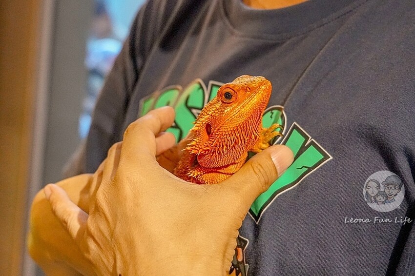 台中市北區台中特寵餐廳|爬咖啡CLIMB CAFE-喝咖啡放空，近距離和牛奶蛇、陸龜、守宮一起度過歡樂時光