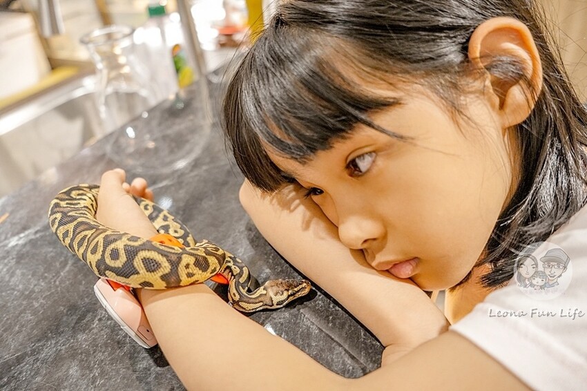 台中市北區台中特寵餐廳|爬咖啡CLIMB CAFE-喝咖啡放空，近距離和牛奶蛇、陸龜、守宮一起度過歡樂時光