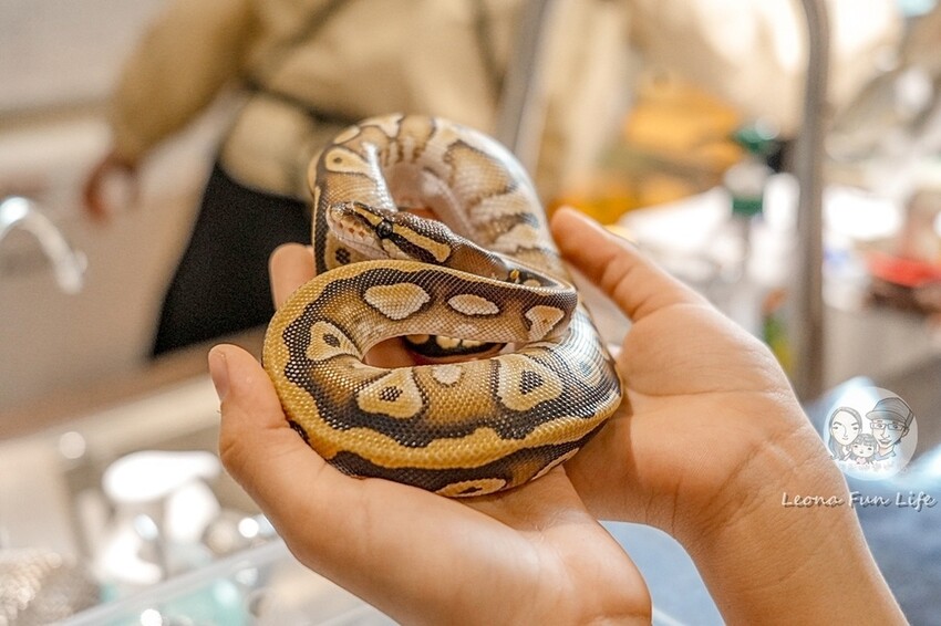 台中市北區台中特寵餐廳|爬咖啡CLIMB CAFE-喝咖啡放空，近距離和牛奶蛇、陸龜、守宮一起度過歡樂時光