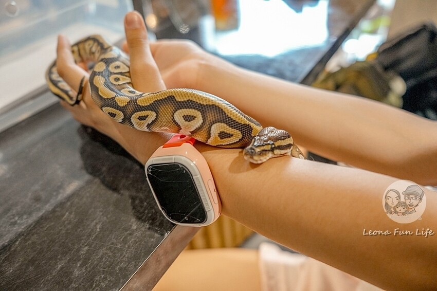 台中市北區台中特寵餐廳|爬咖啡CLIMB CAFE-喝咖啡放空，近距離和牛奶蛇、陸龜、守宮一起度過歡樂時光