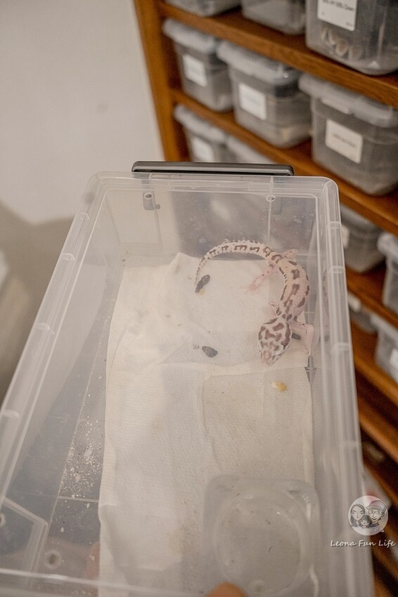 台中市北區台中特寵餐廳|爬咖啡CLIMB CAFE-喝咖啡放空，近距離和牛奶蛇、陸龜、守宮一起度過歡樂時光