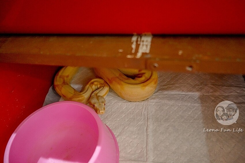 台中市北區台中特寵餐廳|爬咖啡CLIMB CAFE-喝咖啡放空，近距離和牛奶蛇、陸龜、守宮一起度過歡樂時光