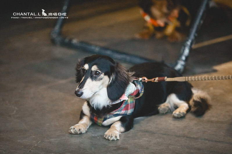 1J6A6080-2拷貝-2拷貝 拷貝