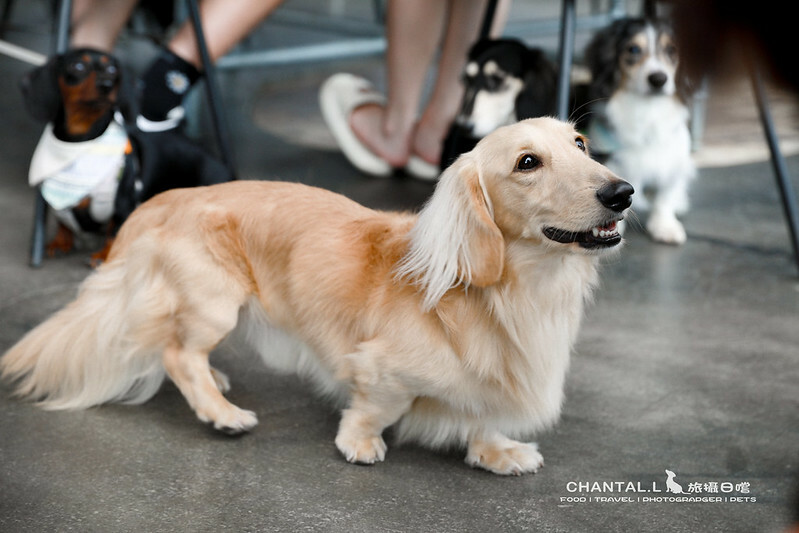 1J6A7001-2拷貝-2拷貝 拷貝